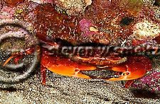 Red Swimming Crab, Gonioinfradens paucidentata, Night dive, Sheraton Reef, Maui Hawaii (Steven Smeltzer)