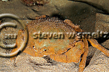 Sleepy Sponge Crab, Dromia dormia, off west coast of Maui, Hawaii (Steven Smeltzer)