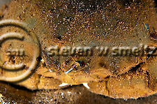 Sleepy Sponge Crab Close up, Dromia dormia, off west coast of Maui, Hawaii (Steven Smeltzer)