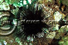 Spiny Sea Urchin, west coast of Maui, Hawaii (Steven Smeltzer)