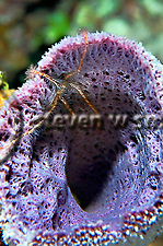 Brittle Star on Pink Vase Sponge, Niphates digitalis, Grand Cayman (Steven Smeltzer)