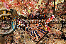 Banded Spiny Lobster Maui Hawaii (Steven Smeltzer)