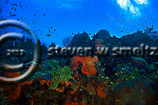 West Wall Ecosystem Orange Canyon Grand Cayman (Steven Smeltzer)