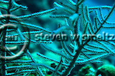 Black coral. Grand Cayman. Caribbean (Steven Smeltzer)