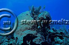 Blushing star coral, Grand Cayman, Caribbean (Steven Smeltzer)
