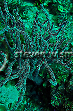 Warty Eunicea, soft corals, Grand Cayman. North side reef (Steven Smeltzer)