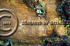 Dimpled sheet coral, Grand Cayman (Steven Smeltzer)