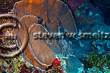 Dimpled sheet coral, Grand Cayman, North Side (Steven Smeltzer)