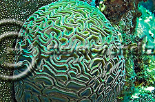 Grooved Brain Coral, Grand Cayman, Caribbean. (Steven Smeltzer)