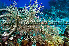 Soft Corals, Grand Cayman, Pseudopterogorgia americana, North Wall (Steven Smeltzer)