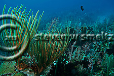 Coral garden, slit-pore sea rods, sponges, hard coral, star coral, Grand Cayman (Steven Smeltzer)
