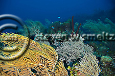 Soft Corals, Grand Cayman, Pseudopterogorgia acerosa, Near Babylon (Steven Smeltzer)