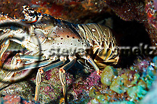 Spiny Lobster, Palinuridae argus, hiding under ledge Grand Cayman (Steven Smeltzer)