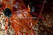 Picture of Candy Cane Shrimp