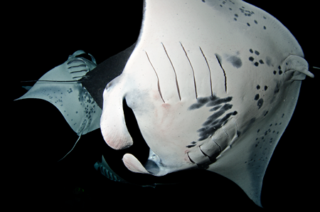 Creatures of the Coral Reef - Manta Rays, Silent Sentinels of the Sea. »  Steven W Smeltzer Blog