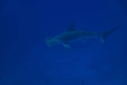 Scalloped Hammerhead Shark